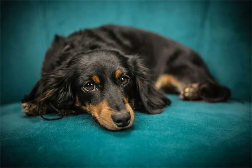 Perché i cani leccano le ferite? Scopri la verità sorprendente!