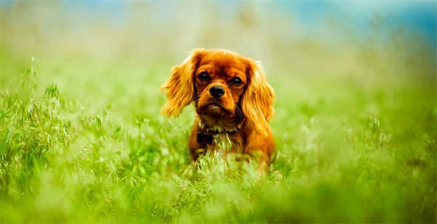 Perché i cani leccano le ferite? Scopri la verità sorprendente!