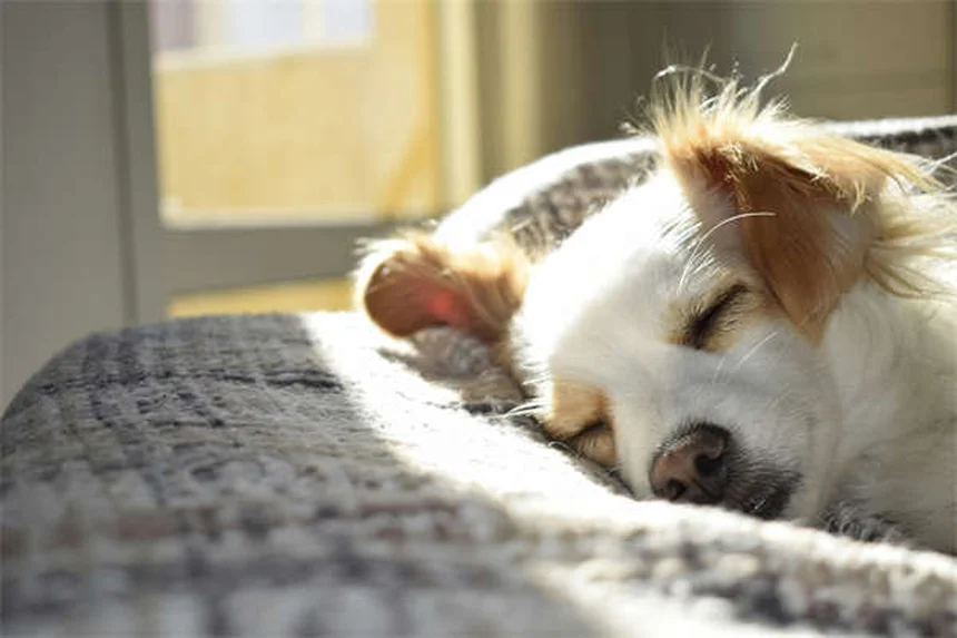 Perché i cani leccano le ferite? Scopri la verità sorprendente!