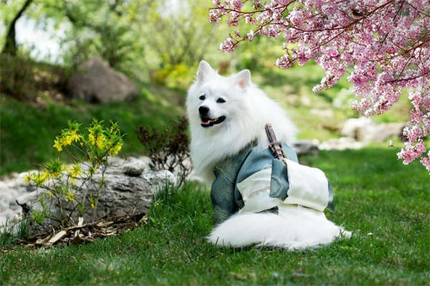 Perché il cane abbaia? 5 motivi e soluzioni pratiche