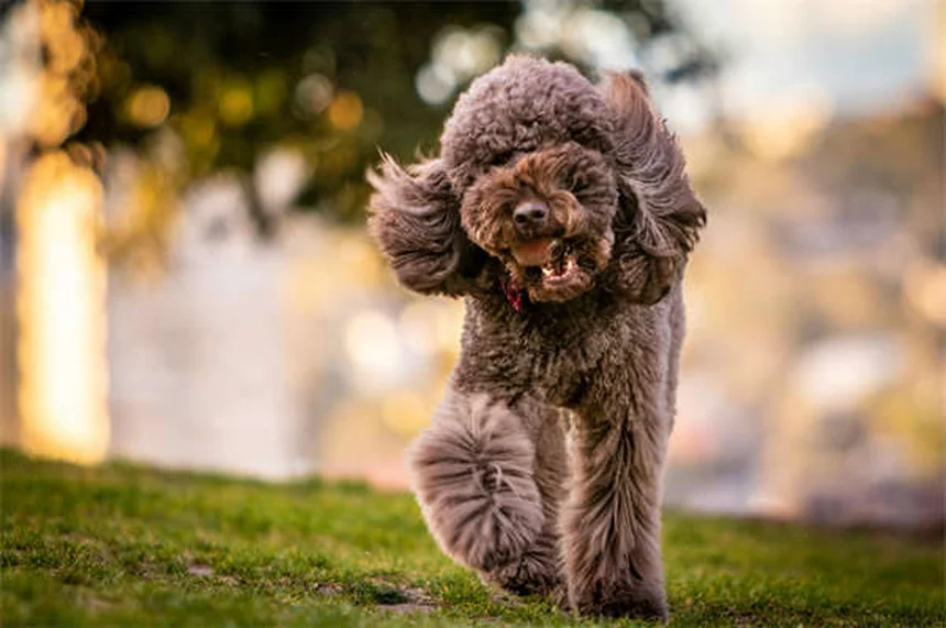 Perché il cane abbaia? 5 motivi e soluzioni pratiche