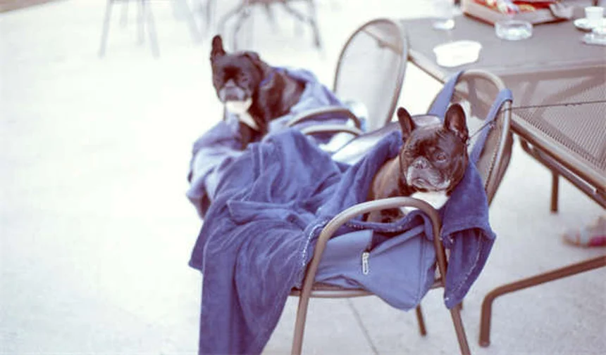 Come insegnare al gatto a usare la gattaiola: guida passo passo