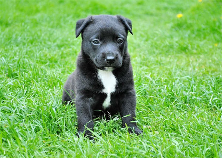Come fermare il cane che scava in giardino: 6 soluzioni efficaci