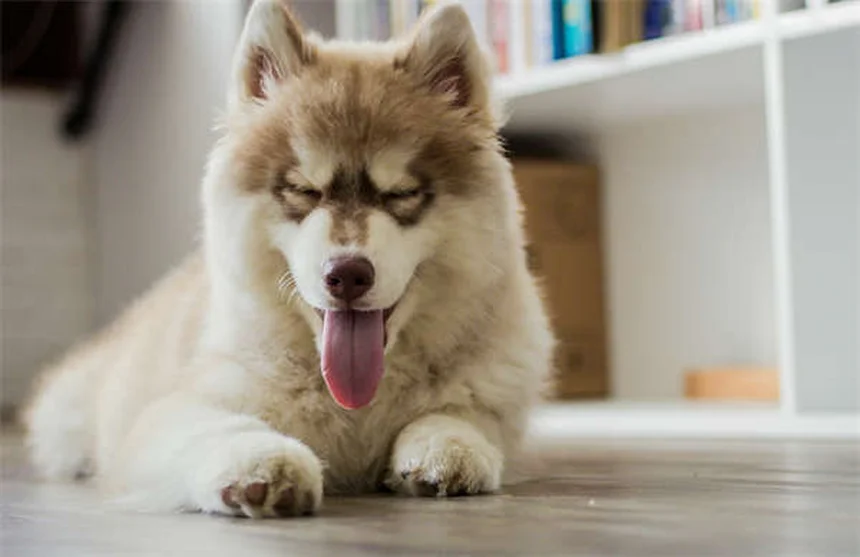 Come fermare il cane che scava in giardino: 6 soluzioni efficaci