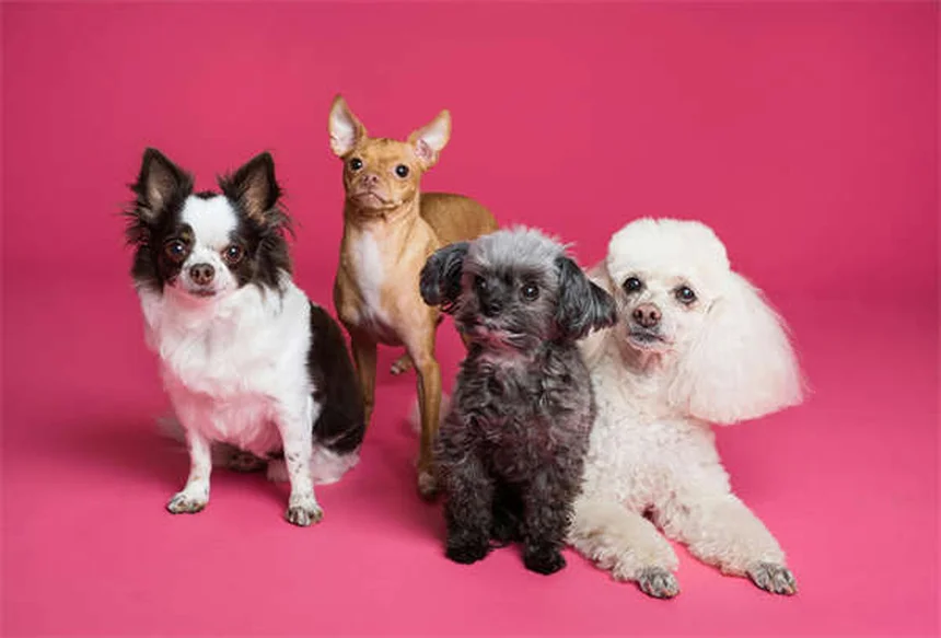 Diarrea nel cane: cause, rimedi e quando preoccuparsi