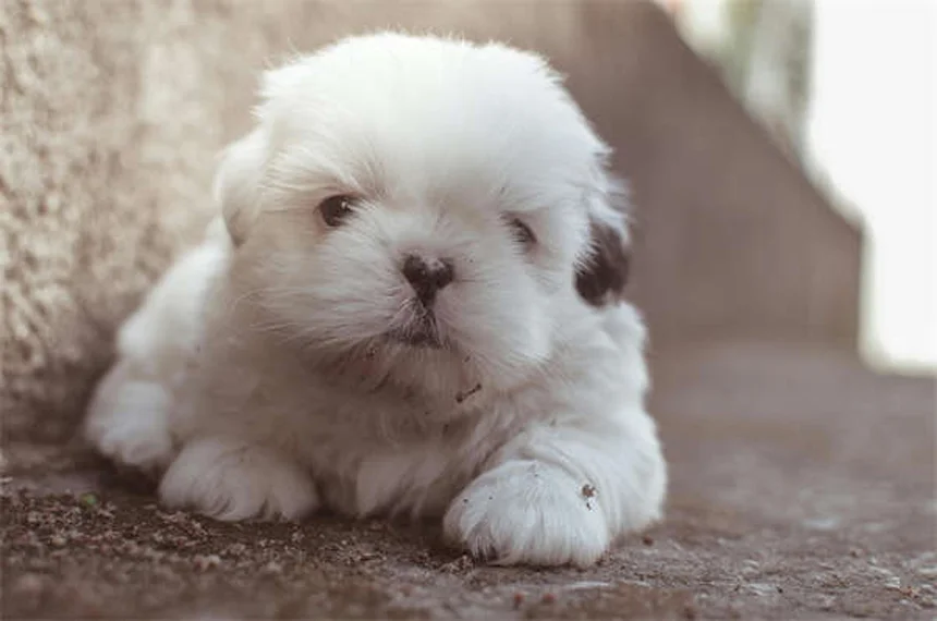 Diarrea nel cane: cause, rimedi e quando preoccuparsi