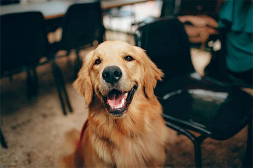 I migliori cani ipoallergenici: 30 razze per chi soffre di allergie