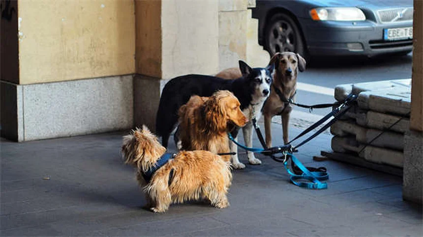 I migliori cani ipoallergenici: 30 razze per chi soffre di allergie