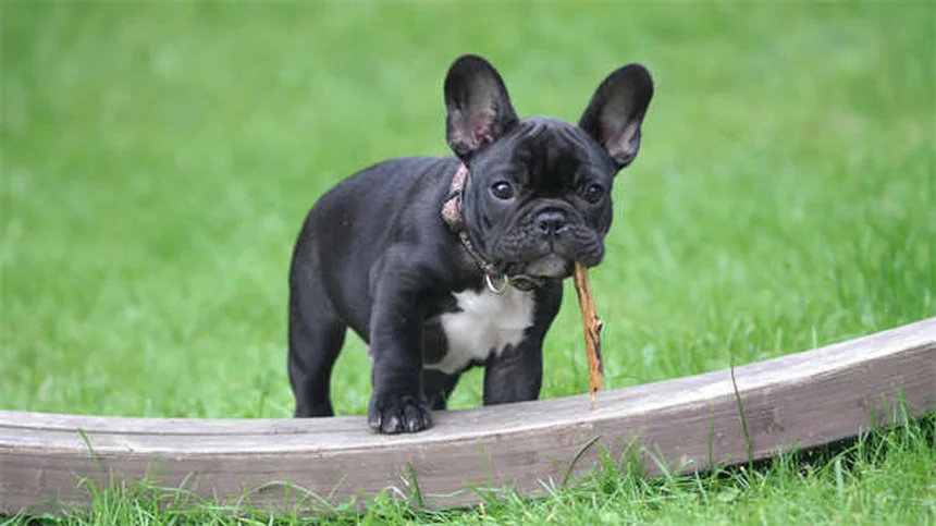 I migliori cani ipoallergenici: 30 razze per chi soffre di allergie