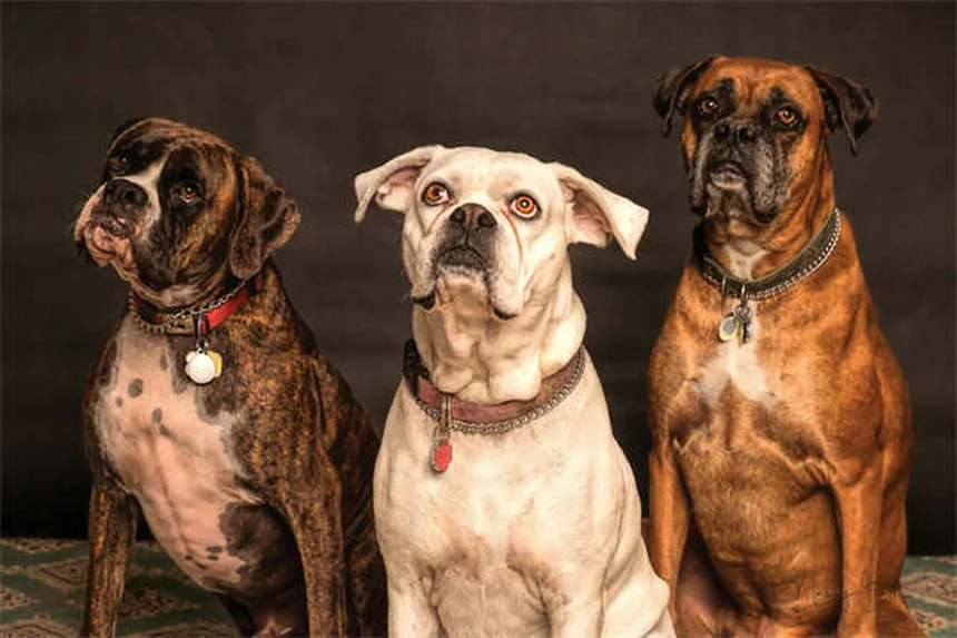 7 modi efficaci per prevenire e curare gli infortuni al ginocchio del cane