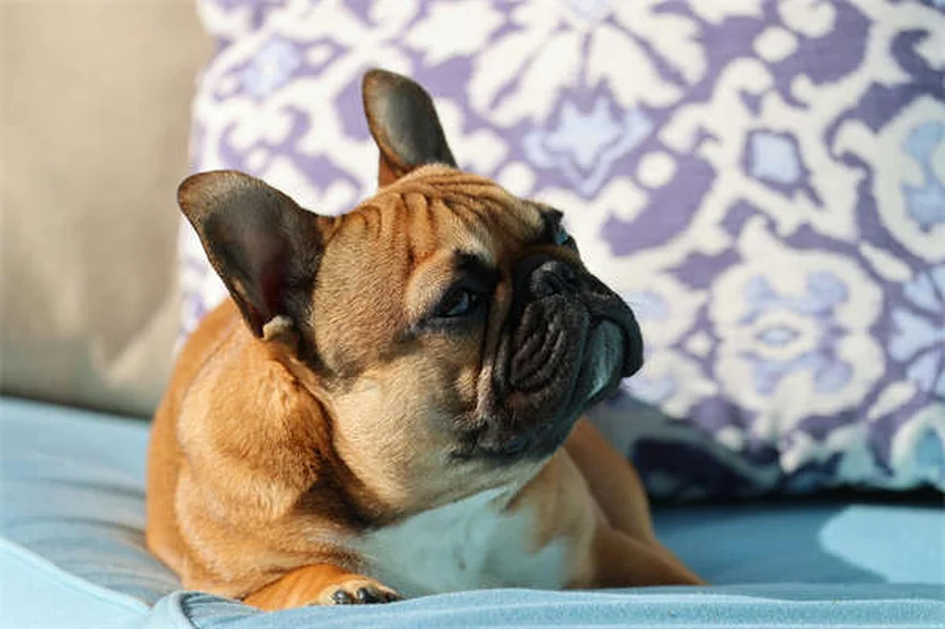 Idroterapia per cani: benefici e come funziona