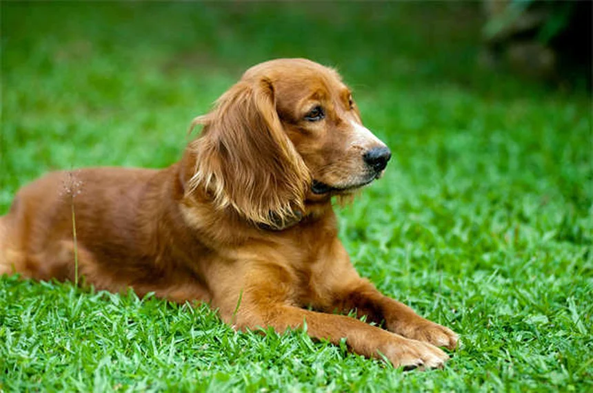 Idroterapia per cani: benefici e come funziona