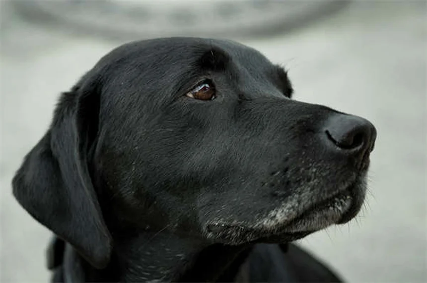 Doodle Dog: Tutto Quello che Devi Sapere su Questi Adorabili Mix
