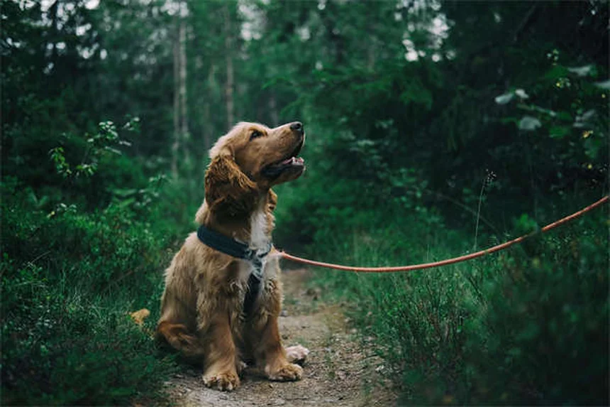 Come perdere peso con il tuo cane: 5 trucchi efficaci