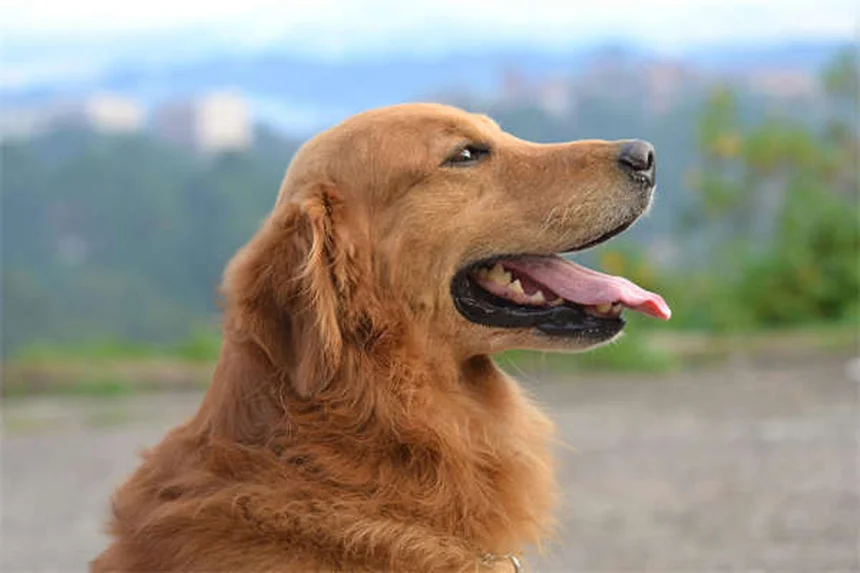 Prednisone e Prednisolone per Cani e Gatti: Guida Completa