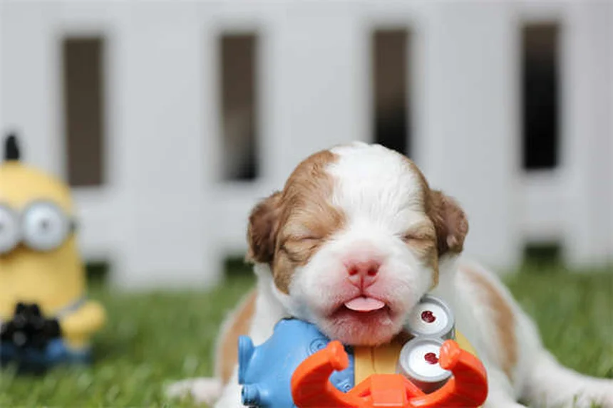 Migliori cani da caccia: 20 razze perfette per ogni tipo di preda