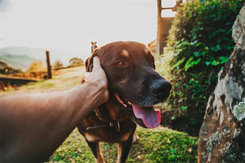 Migliori cani da caccia: 20 razze perfette per ogni tipo di preda