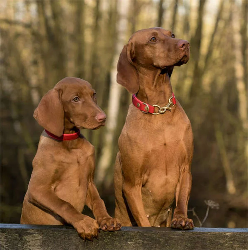 Come diventare una famiglia affidataria perfetta per cani e gatti