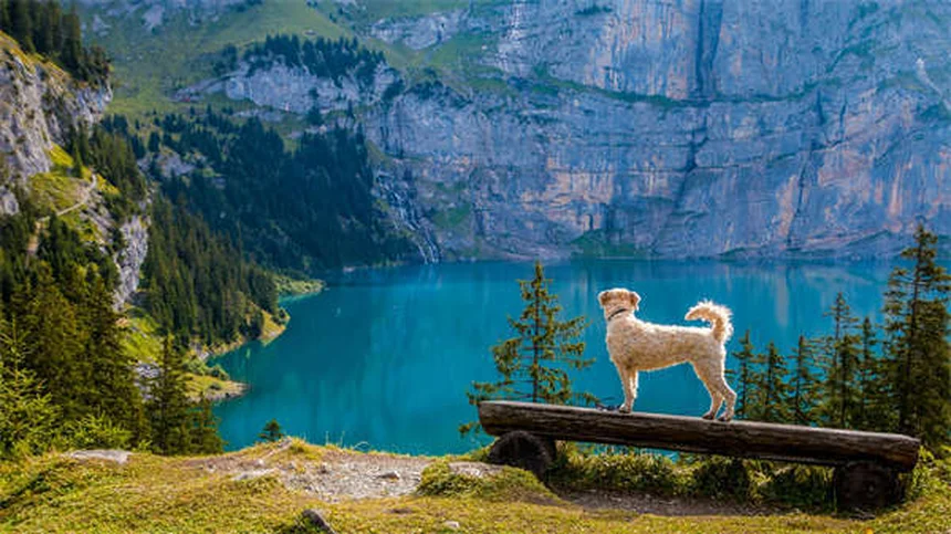 Come abituare il gatto al trasportino: 5 trucchi infallibili