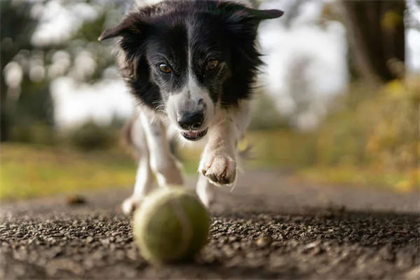 Come aiutare un cane timido: 7 consigli pratici per aumentare la sua sicurezza
