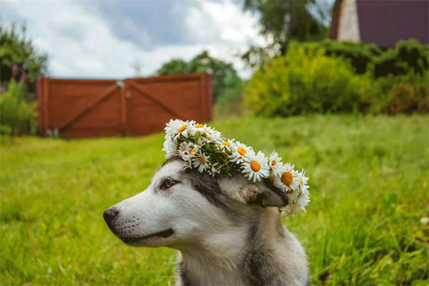 Come aiutare un cane timido: 7 consigli pratici per aumentare la sua sicurezza