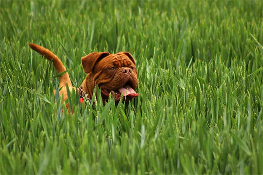 Tumori mammari nei cani: sintomi, cure e nuove terapie