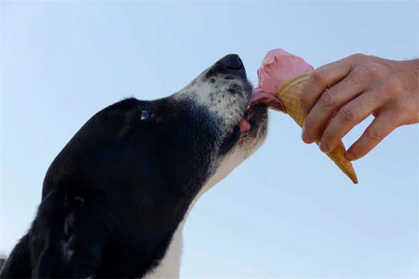 Perché i cani si leccano le ferite? Scopri come proteggerli!
