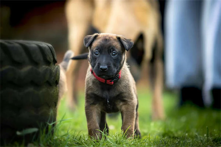 Perché i cani si leccano le ferite? Scopri come proteggerli!