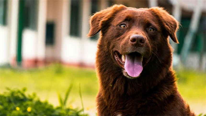 Migliori snack per addestrare il tuo cane: guida pratica