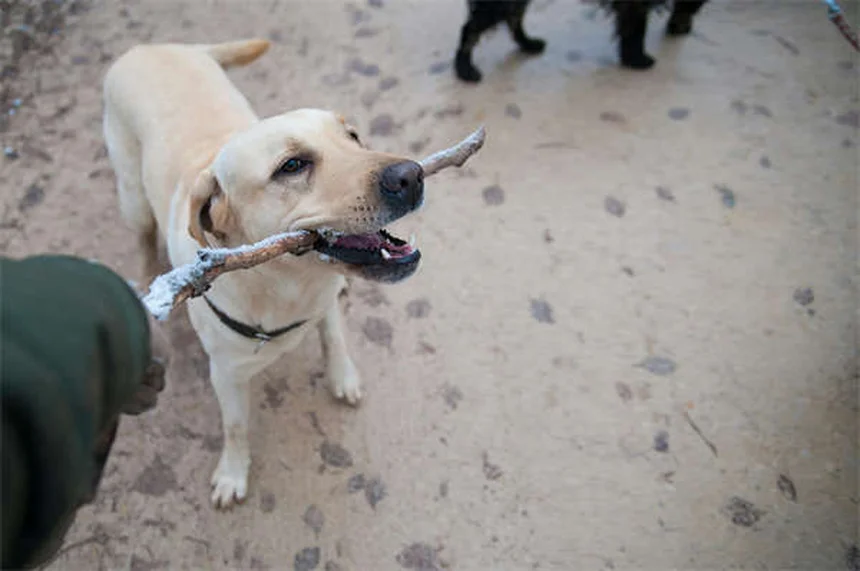 Migliori snack per addestrare il tuo cane: guida pratica