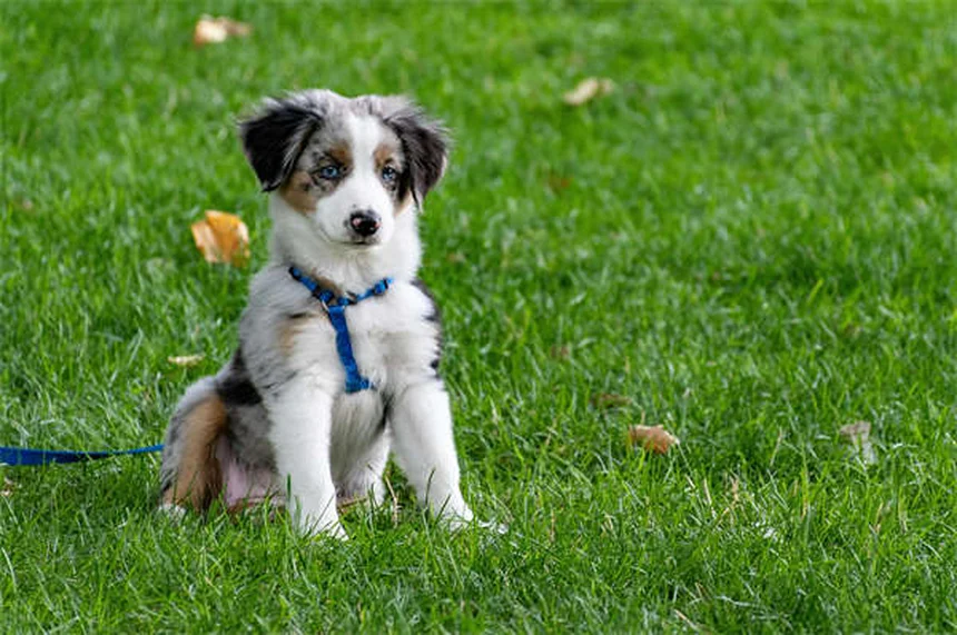 DIC nei cani: sintomi, cause e cosa fare subito