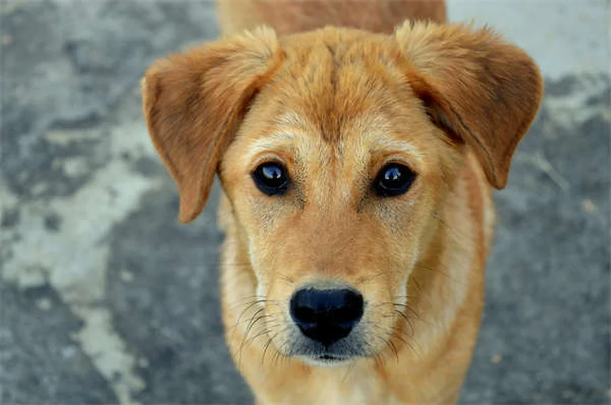 DIC nei cani: sintomi, cause e cosa fare subito