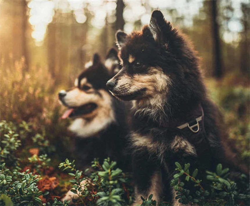 DIC nei cani: sintomi, cause e cosa fare subito