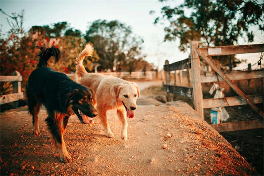 Zecche sui cani: come proteggere il tuo amico a 4 zampe