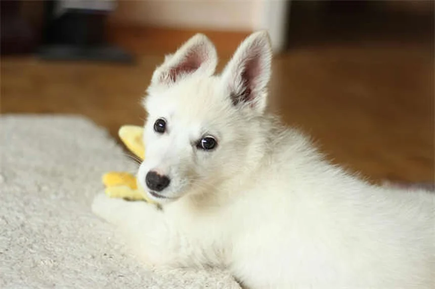 Zecche sui cani: come proteggere il tuo amico a 4 zampe