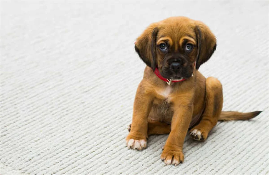 Kaopectate® per cani e gatti: guida completa e consigli del veterinario