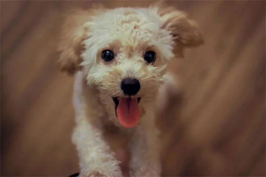 Kaopectate® per cani e gatti: guida completa e consigli del veterinario